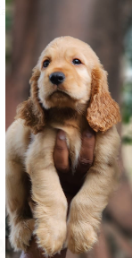 Buy Vaccinated  Cocker Spaniel Puppy from Kolkata